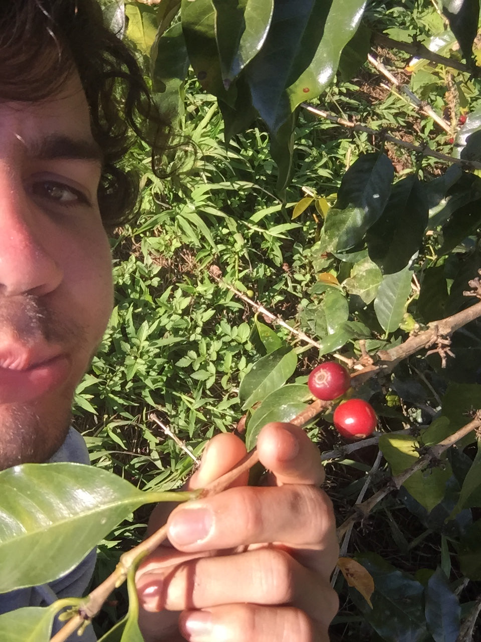 CURSO CAFE VERDE - TOSTADO