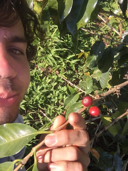 CURSO CAFE VERDE - TOSTADO